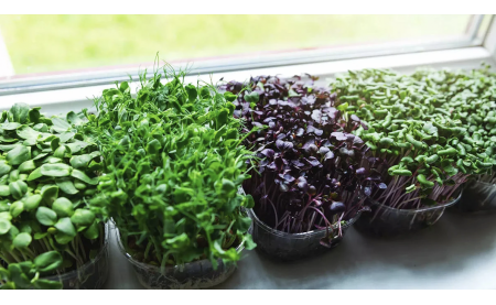 Как вырастить микрозелень дома?